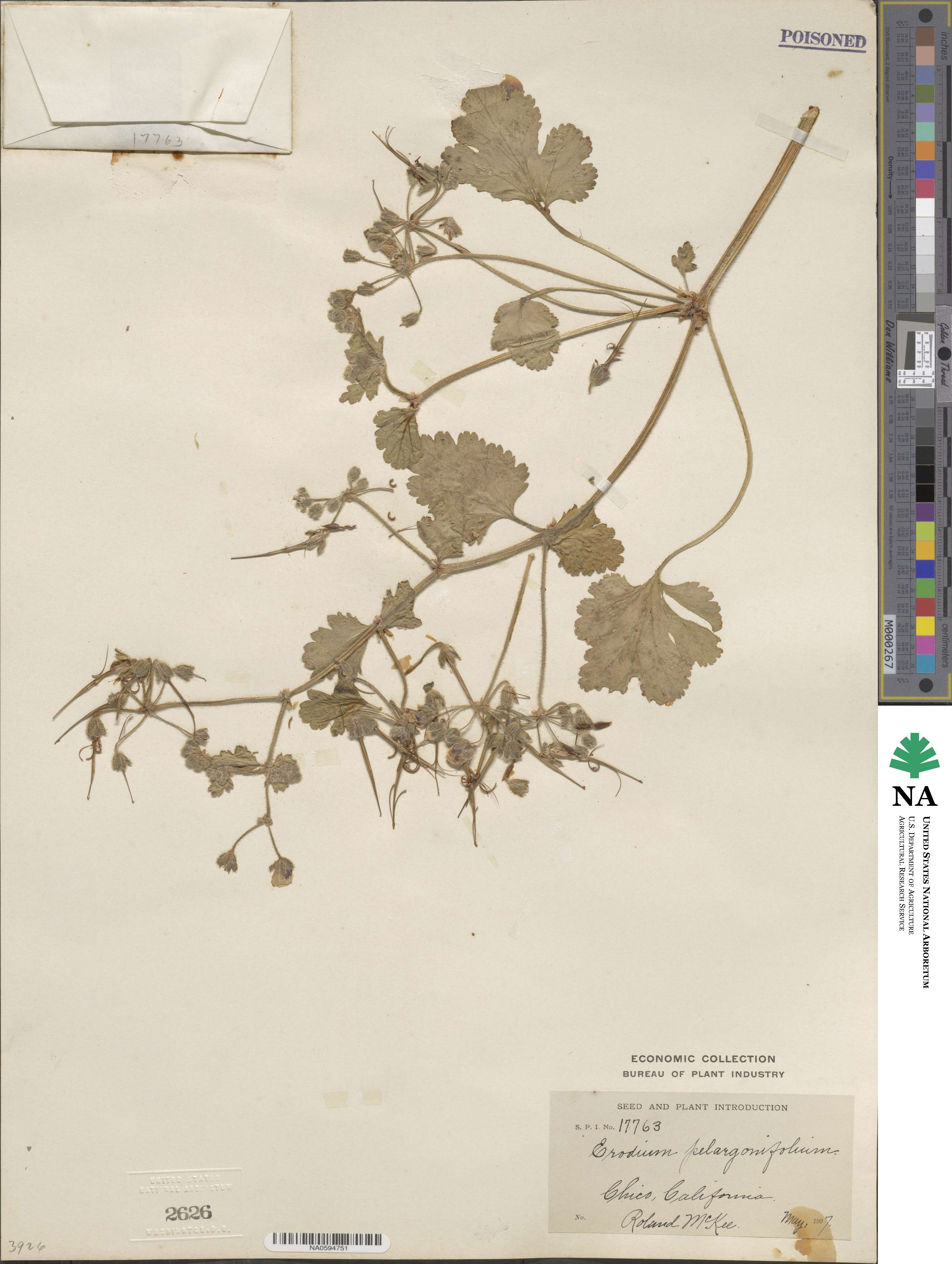 Erodium pelargoniflorum image