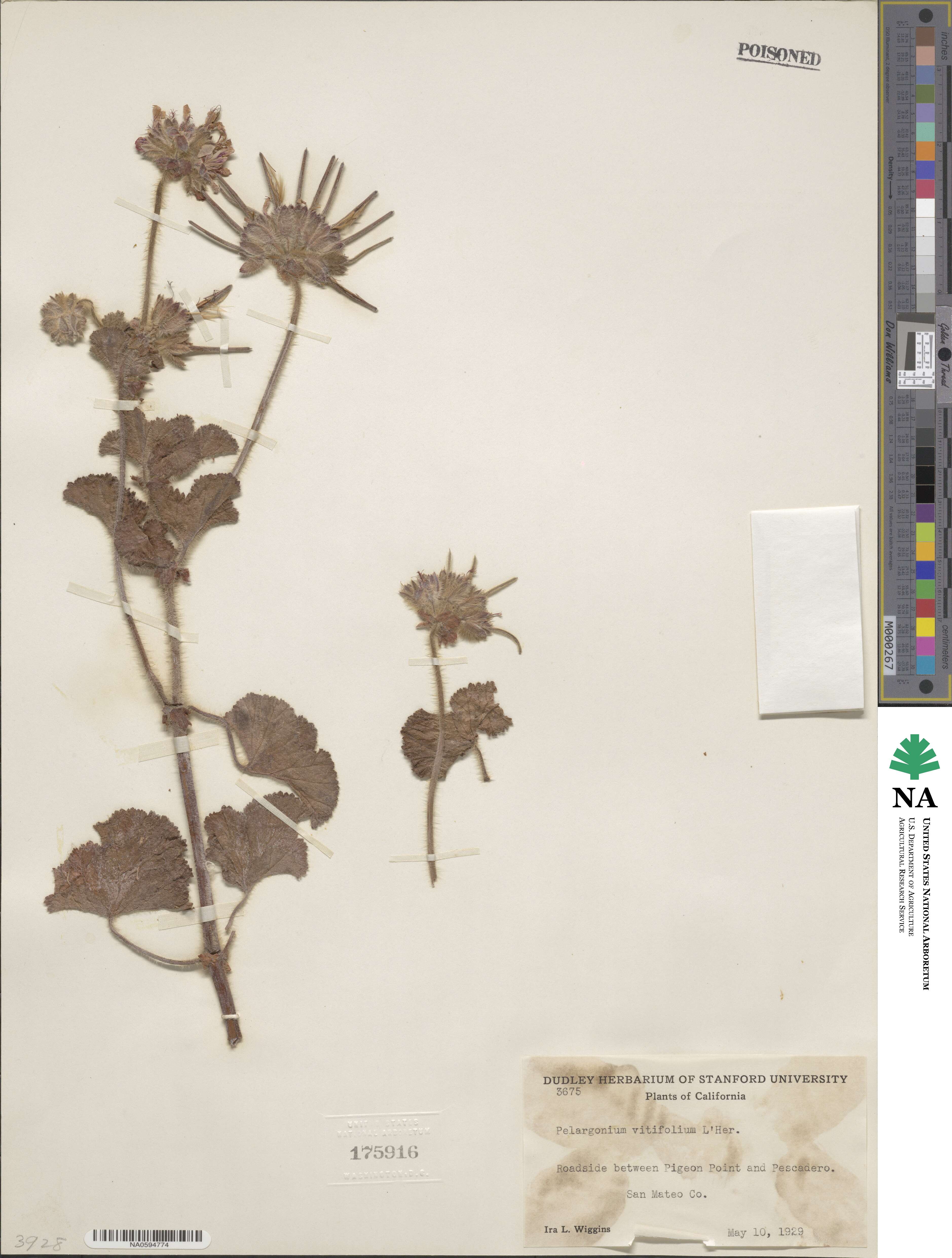 Pelargonium vitifolium image