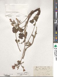 Image of Pelargonium endlicherianum