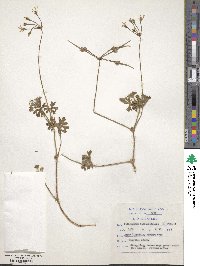 Pelargonium alchemilloides image