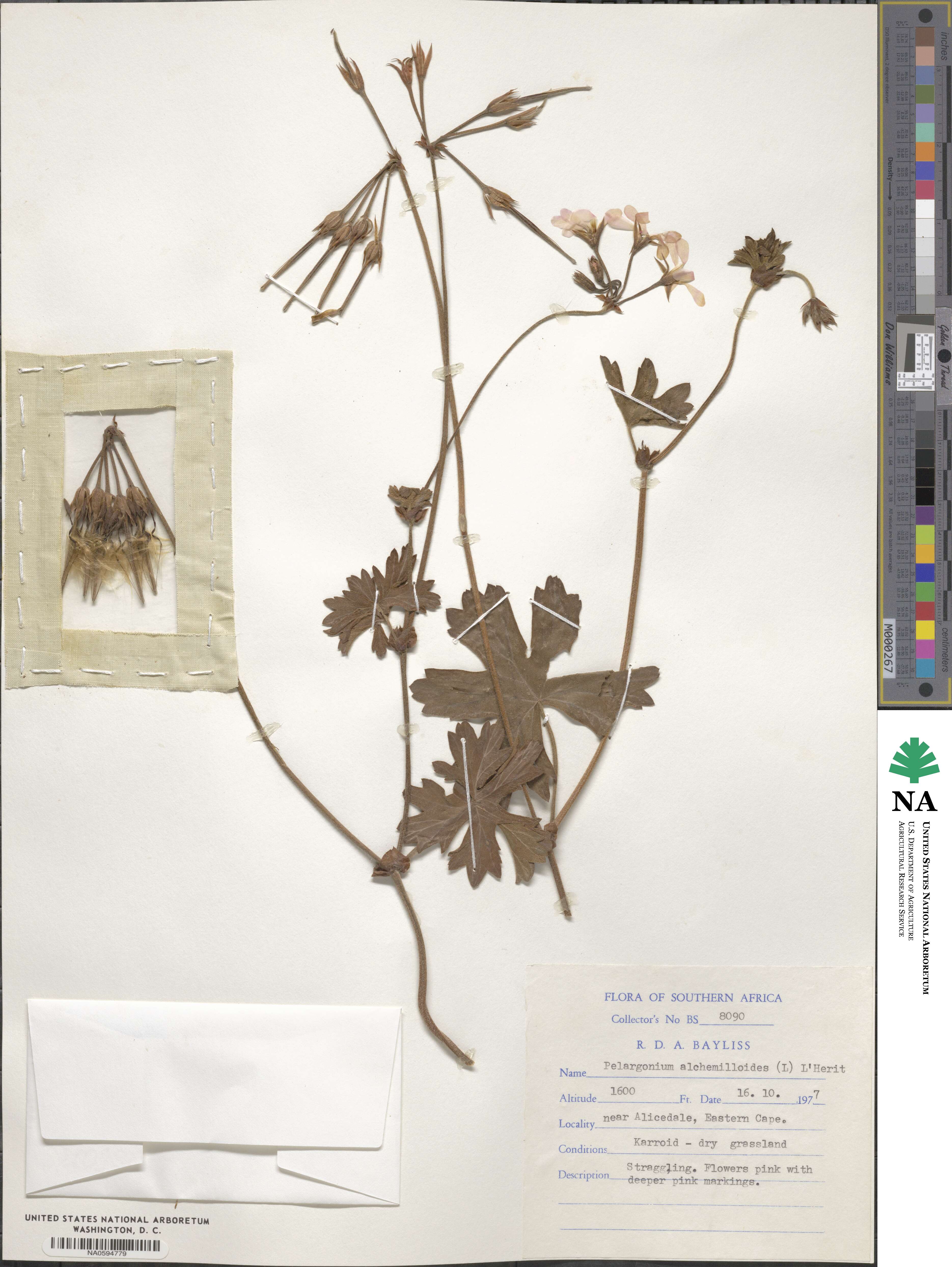 Pelargonium alchemilloides image