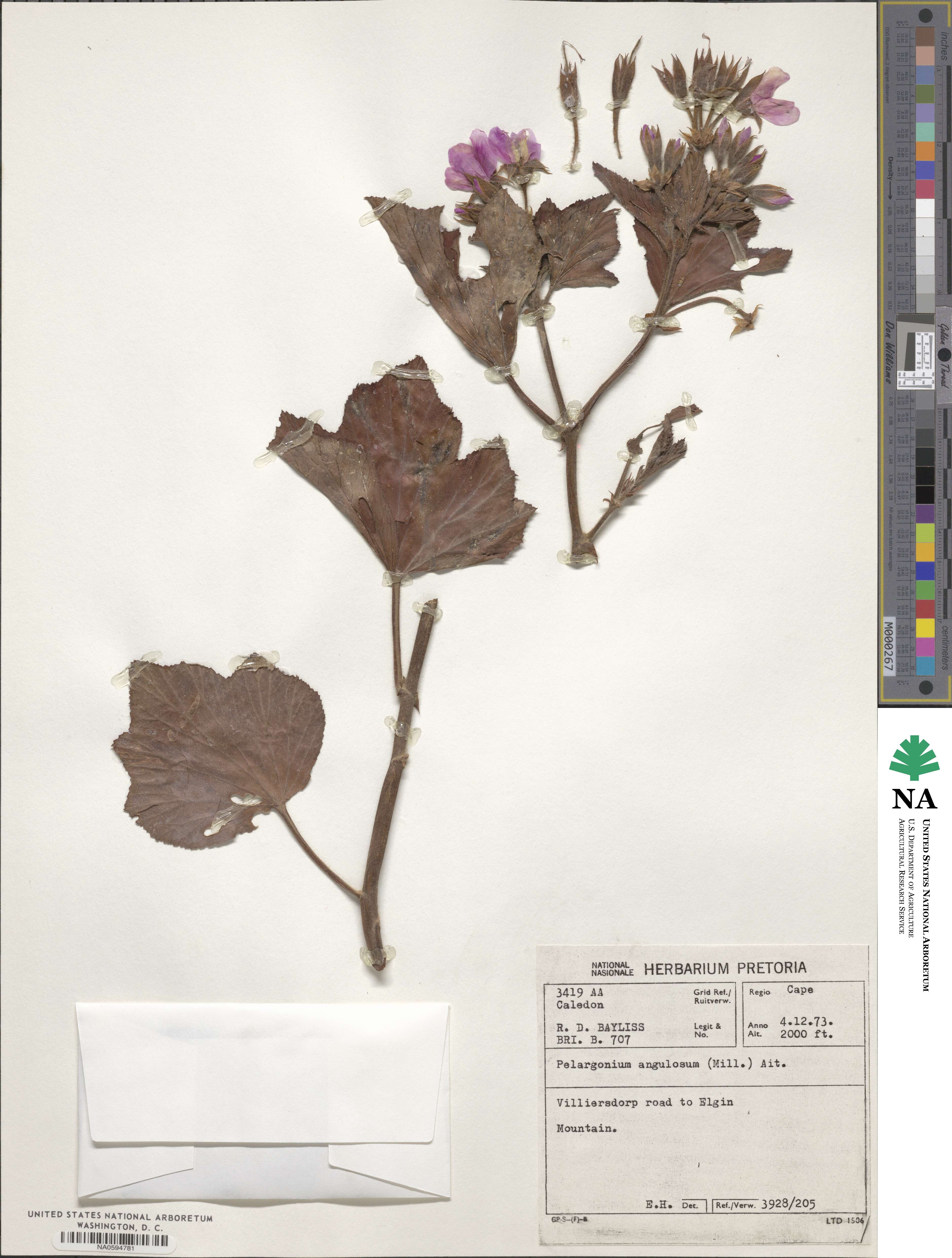 Pelargonium cucullatum subsp. cucullatum image