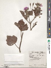 Pelargonium cucullatum image