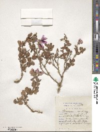 Pelargonium betulinum image