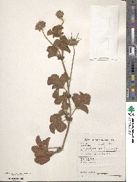 Pelargonium capitatum image