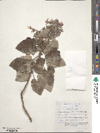 Pelargonium cordifolium image