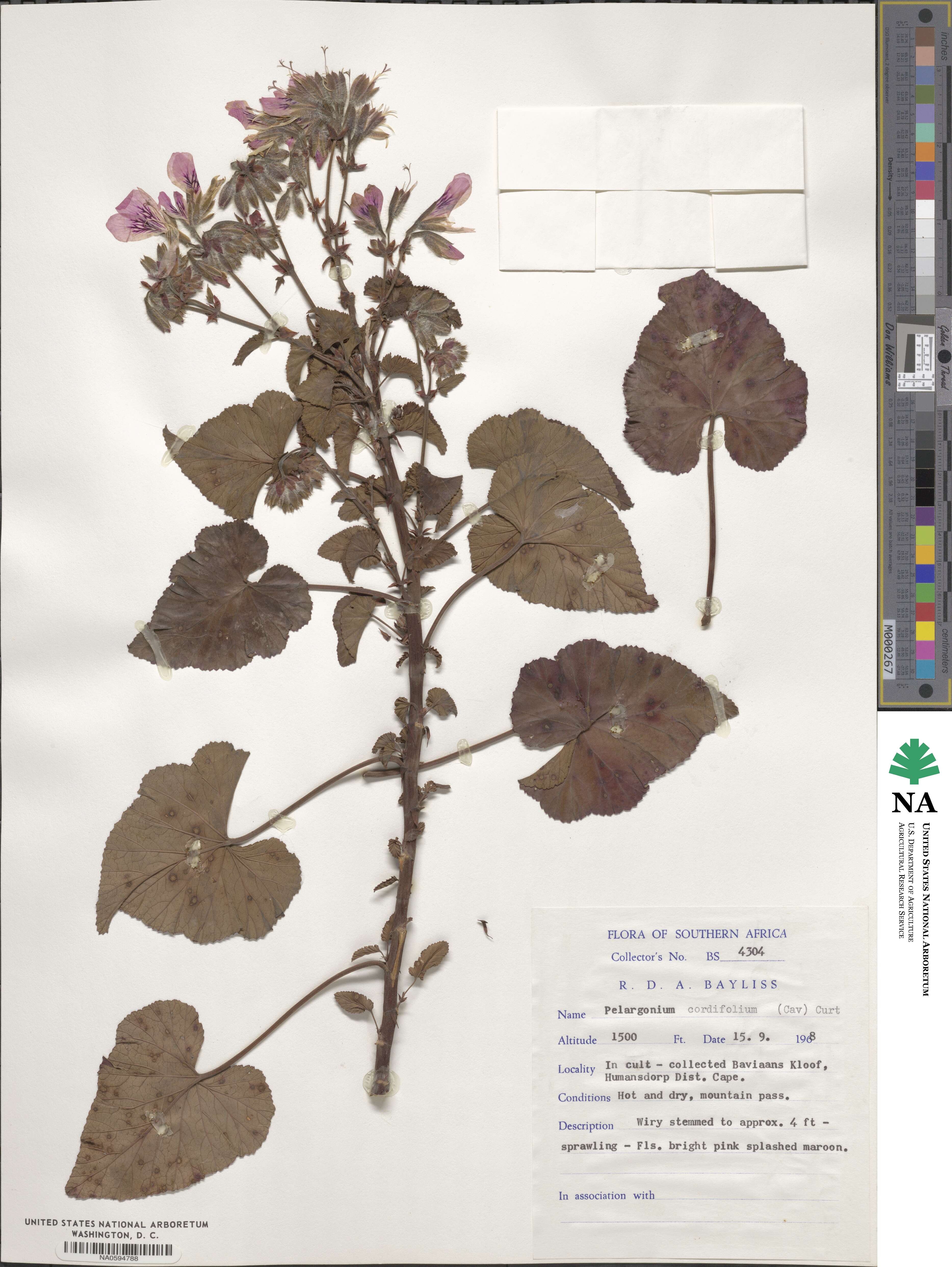 Pelargonium cordifolium image