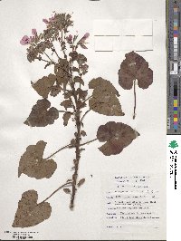 Pelargonium cordifolium image