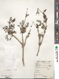 Image of Pelargonium gibbosum