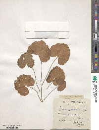 Image of Pelargonium glechomoides