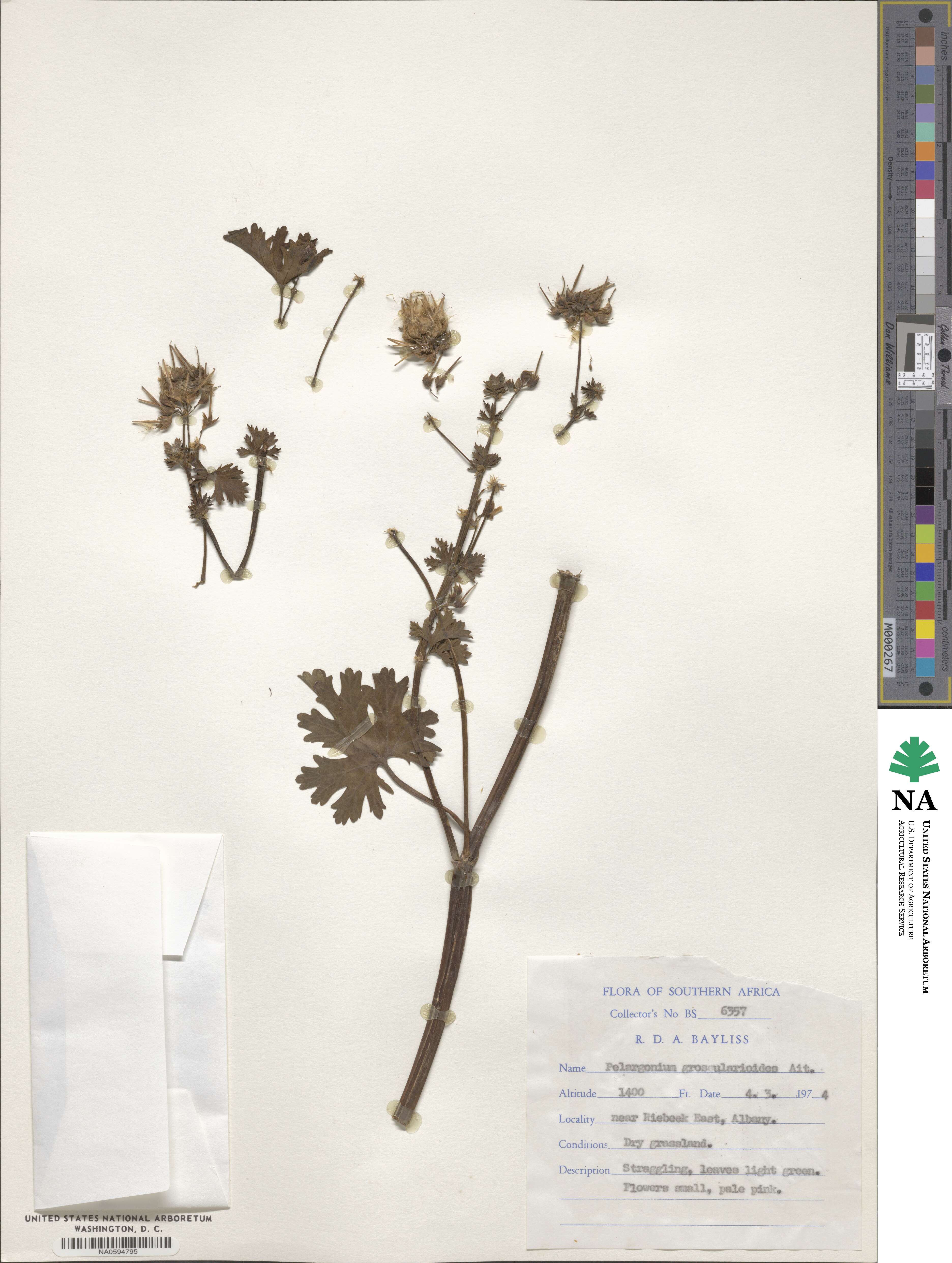 Pelargonium grossularioides image