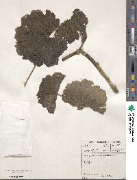 Pelargonium inquinans image