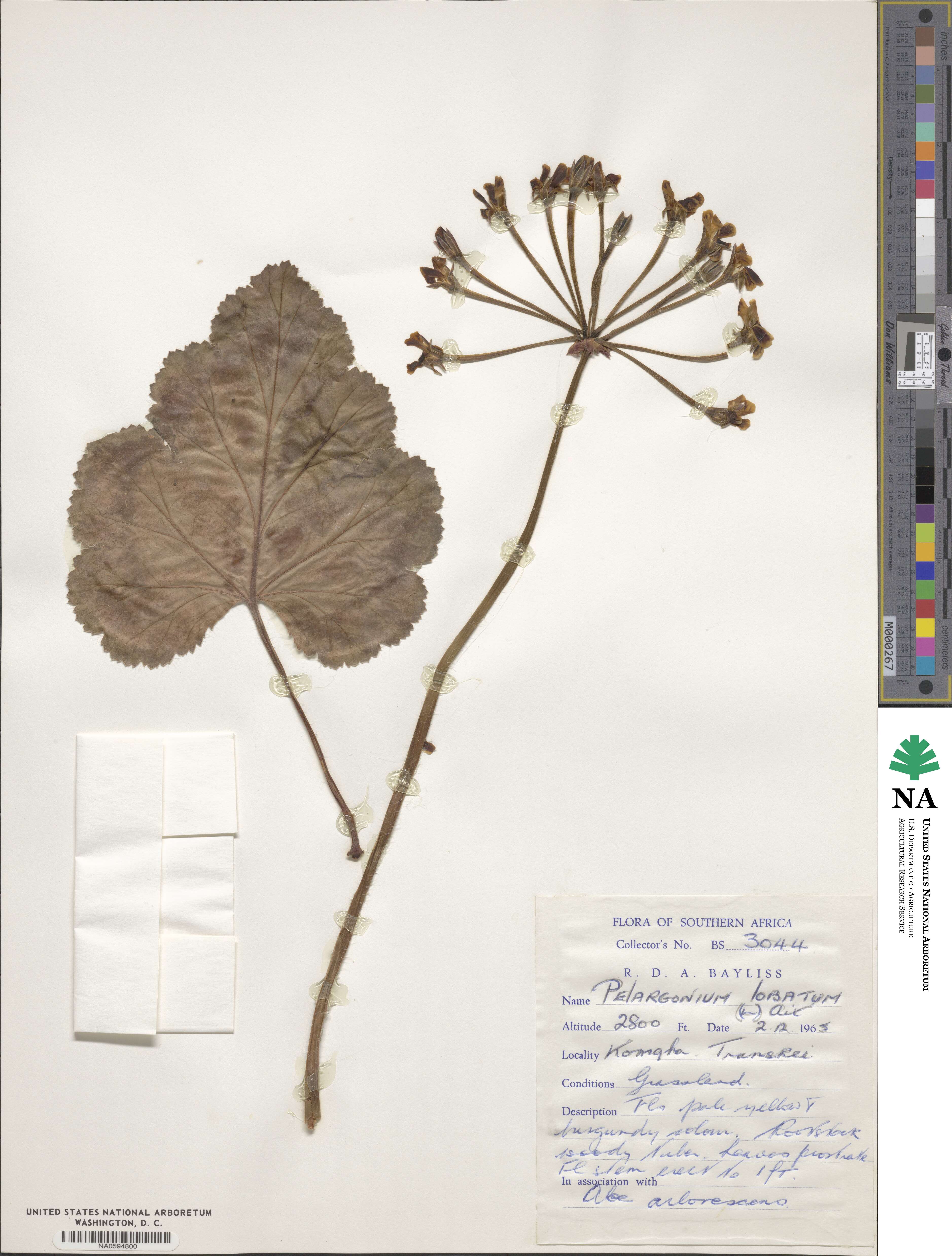 Pelargonium lobatum image