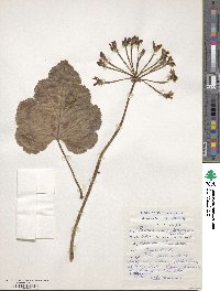 Image of Pelargonium lobatum