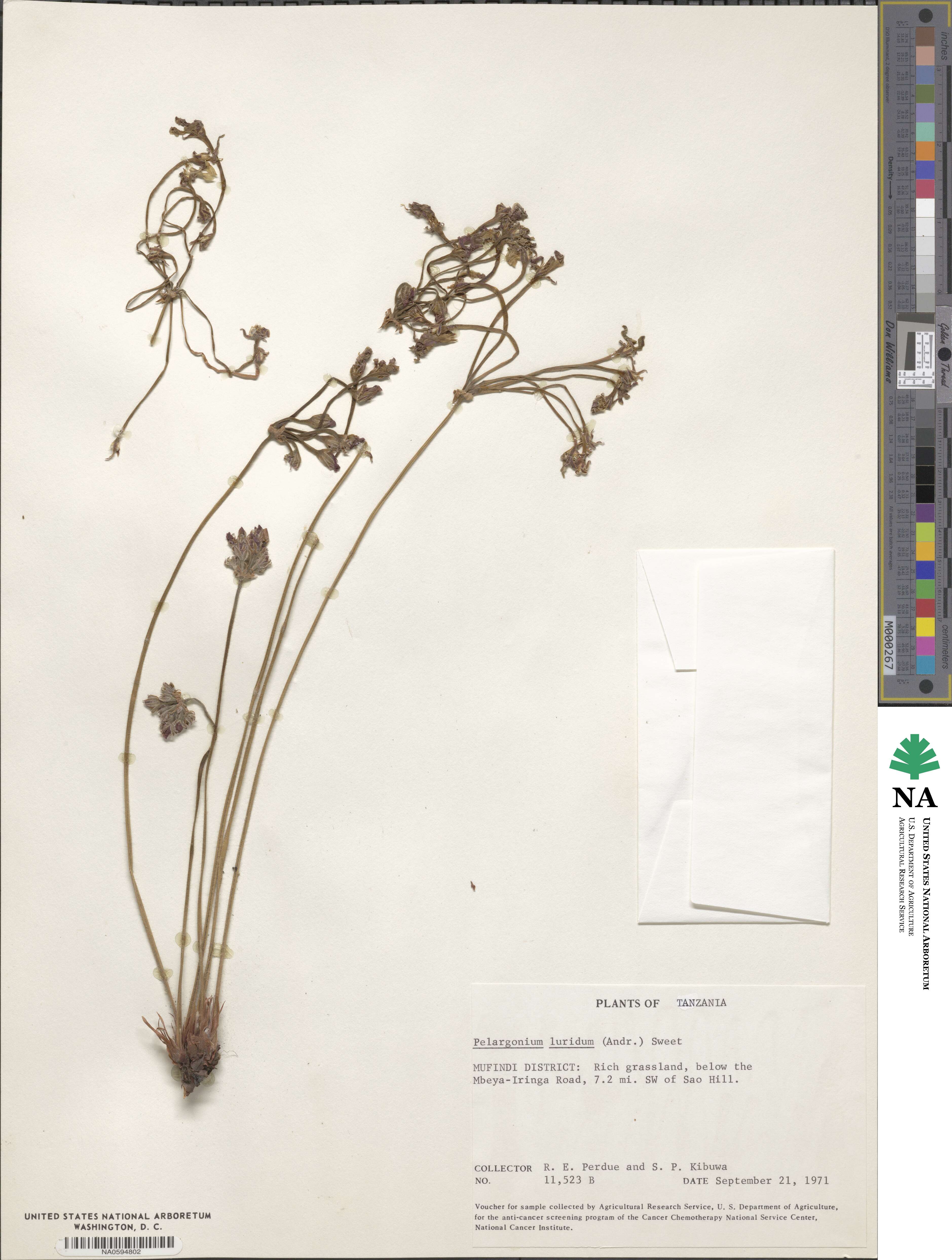 Pelargonium luridum image