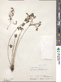 Pelargonium luridum image