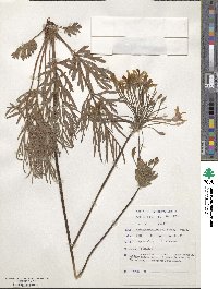 Image of Pelargonium luridum