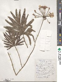 Pelargonium luridum image