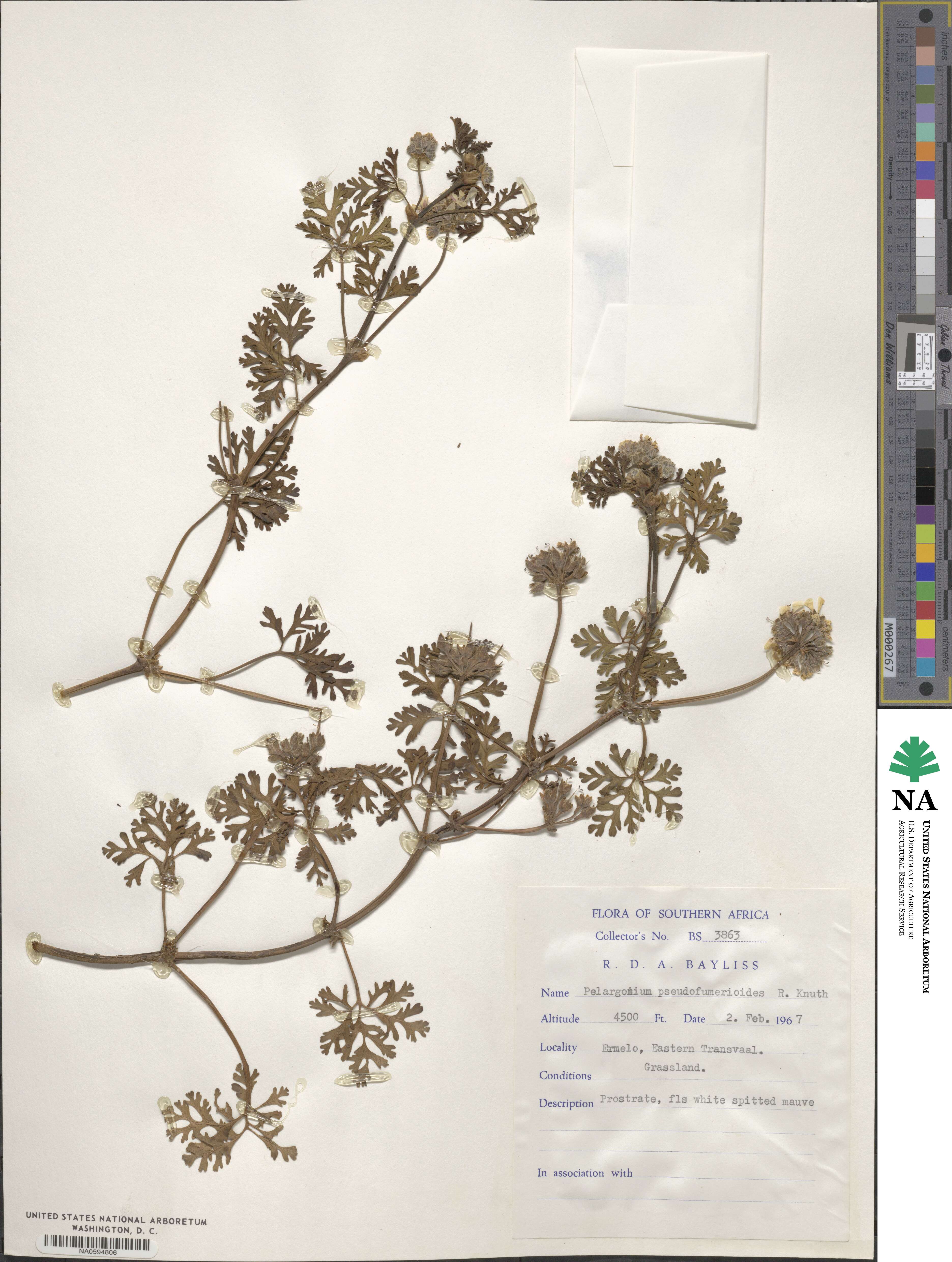 Pelargonium pseudoglutinosum image