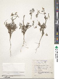 Image of Pelargonium senecioides