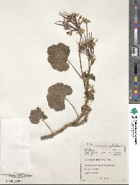 Pelargonium zonale image