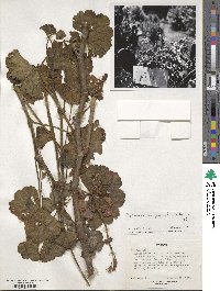 Pelargonium zonale image