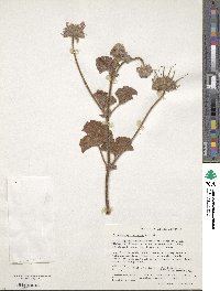 Pelargonium capitatum image