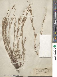 Image of Galphimia angustifolia