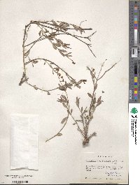 Galphimia angustifolia image