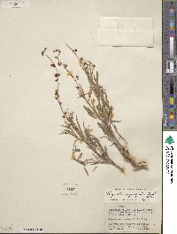 Galphimia angustifolia image