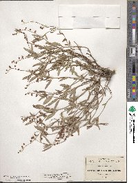 Galphimia angustifolia image