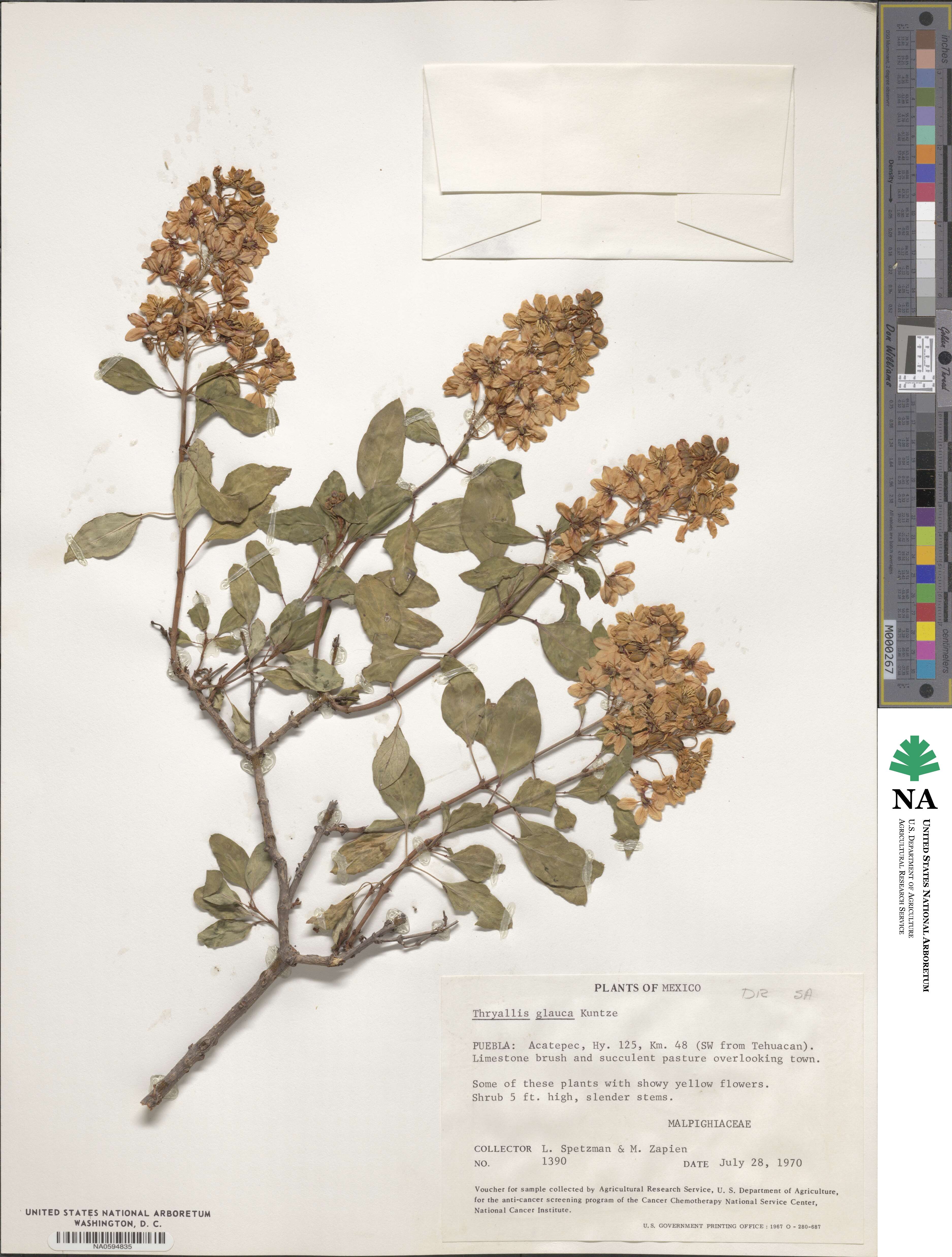 Galphimia glauca image
