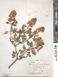 Galphimia glauca image