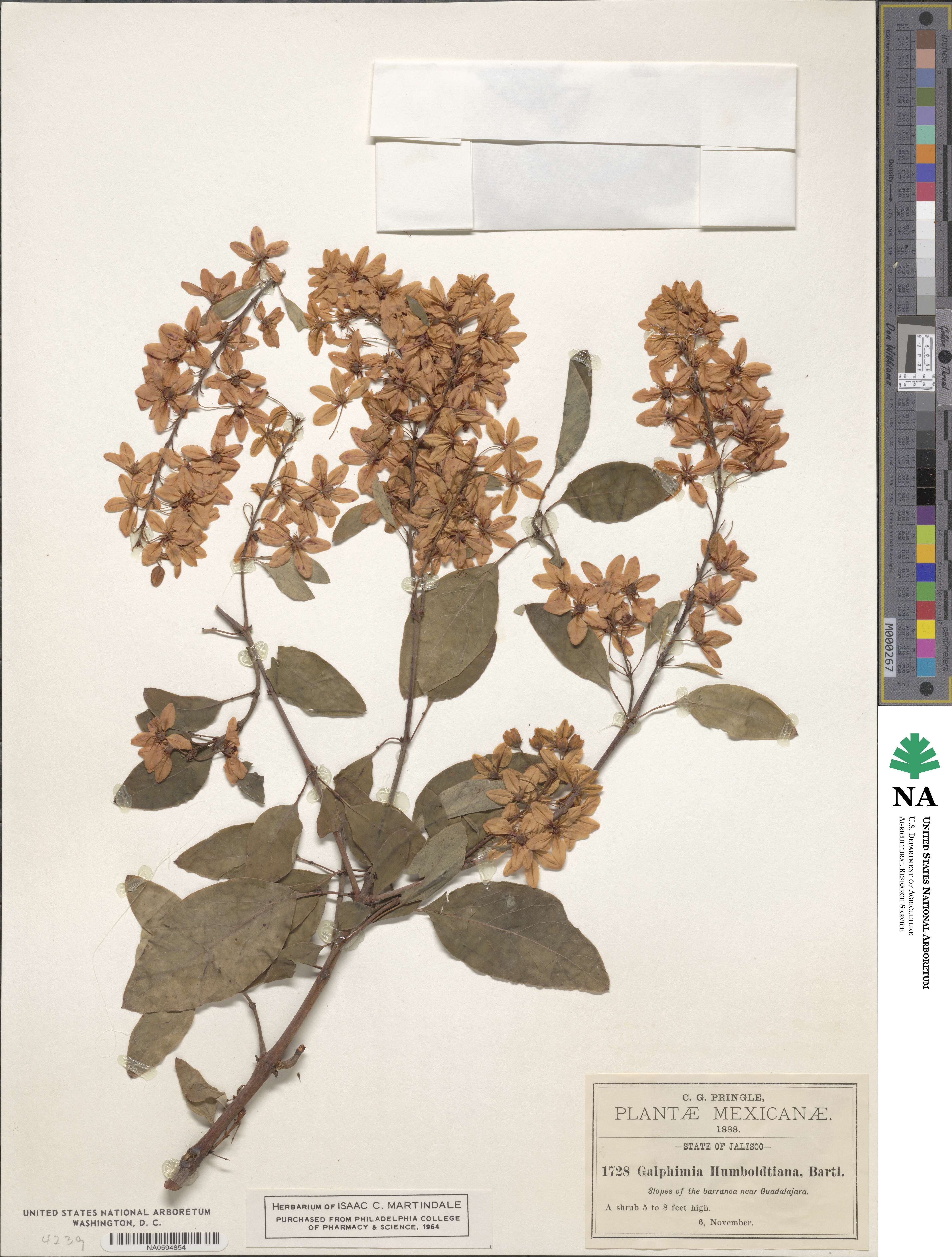 Galphimia paniculata image