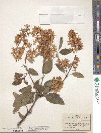 Image of Galphimia paniculata