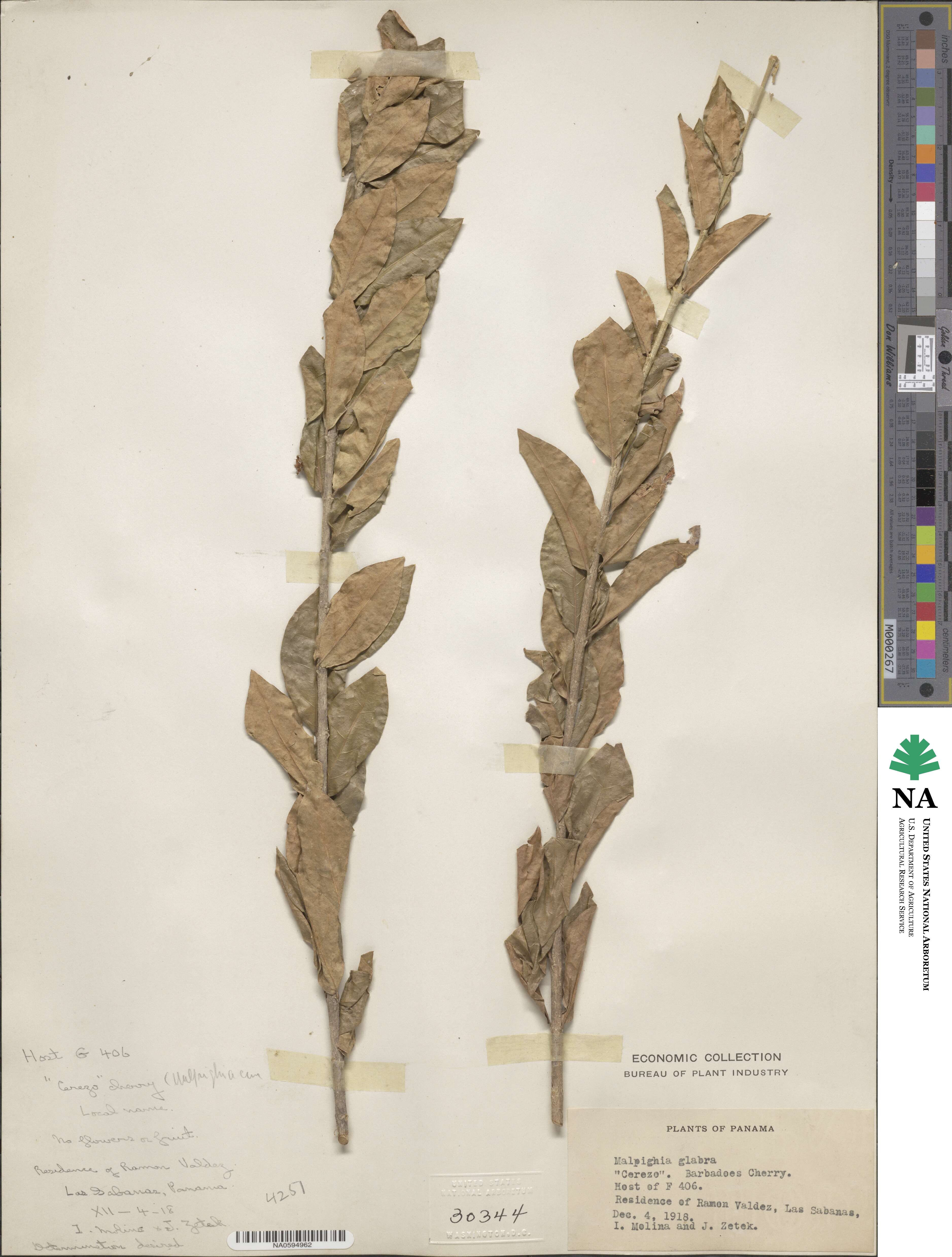 Malpighia glabra image