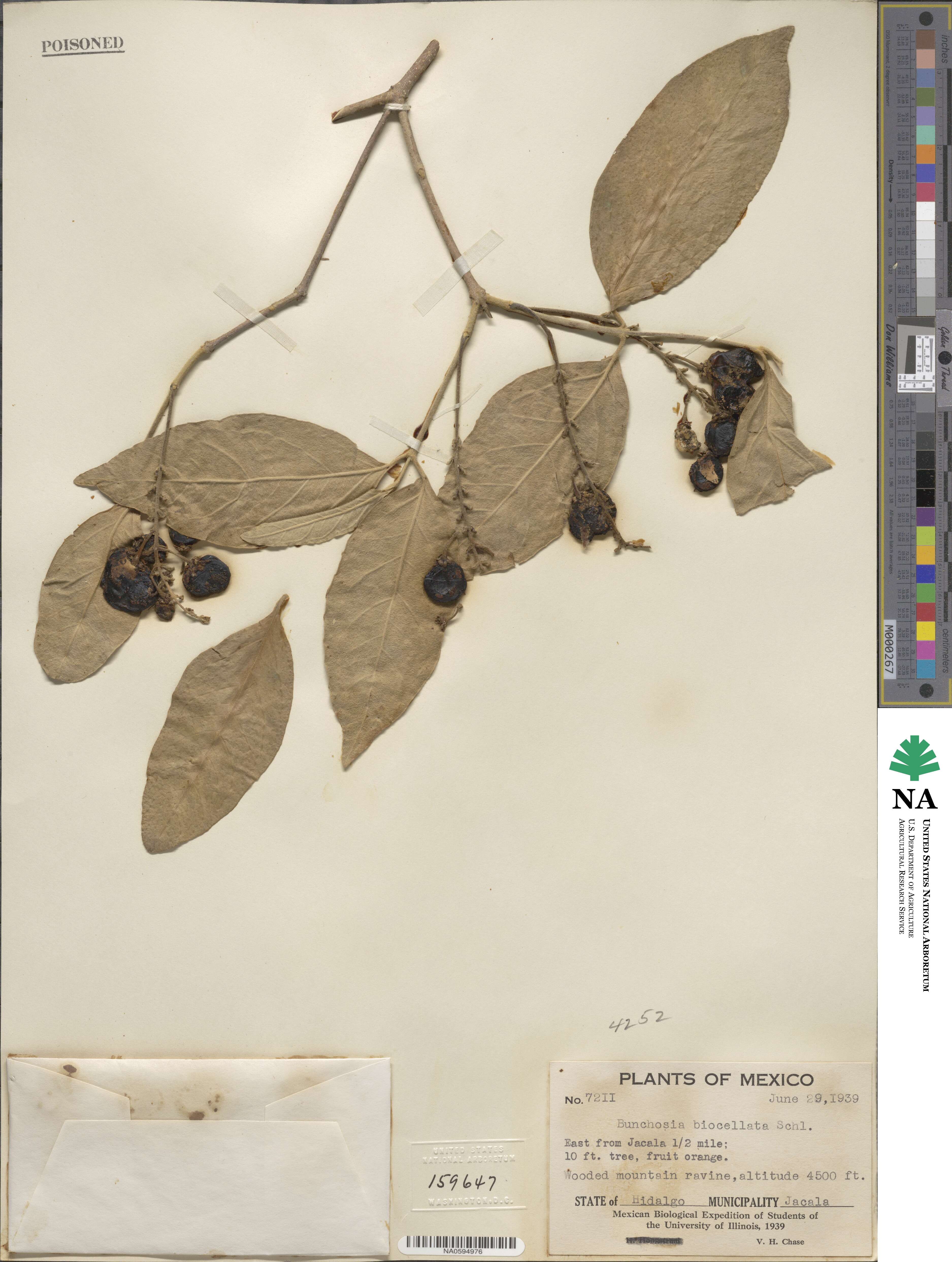 Bunchosia biocellata image