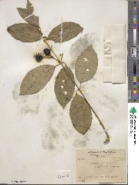 Bunchosia nitida image