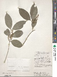 Bunchosia lindeniana image