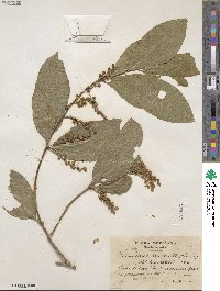 Bunchosia lindeniana image