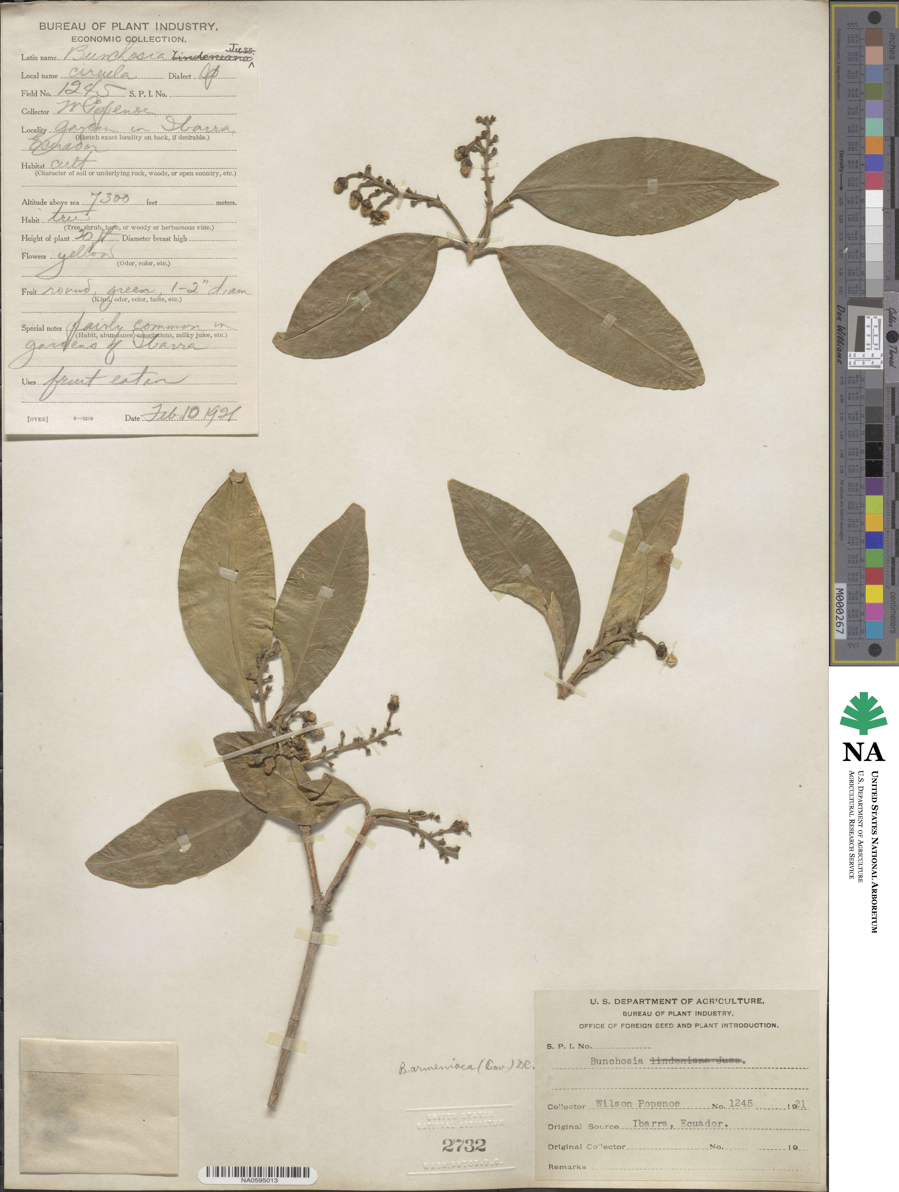 Bunchosia armeniaca image