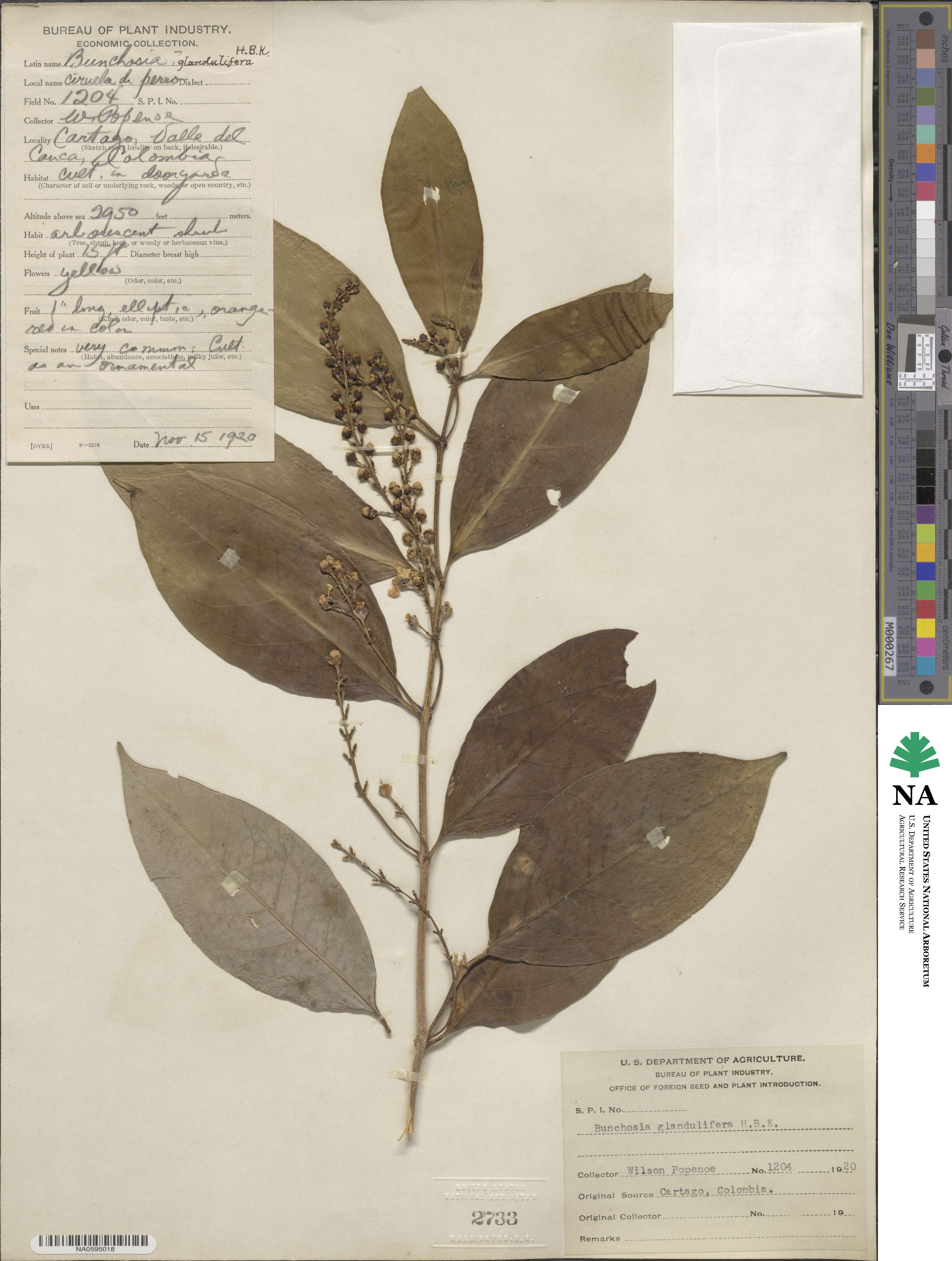 Bunchosia glandulifera image