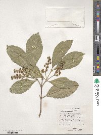 Bunchosia lindeniana image