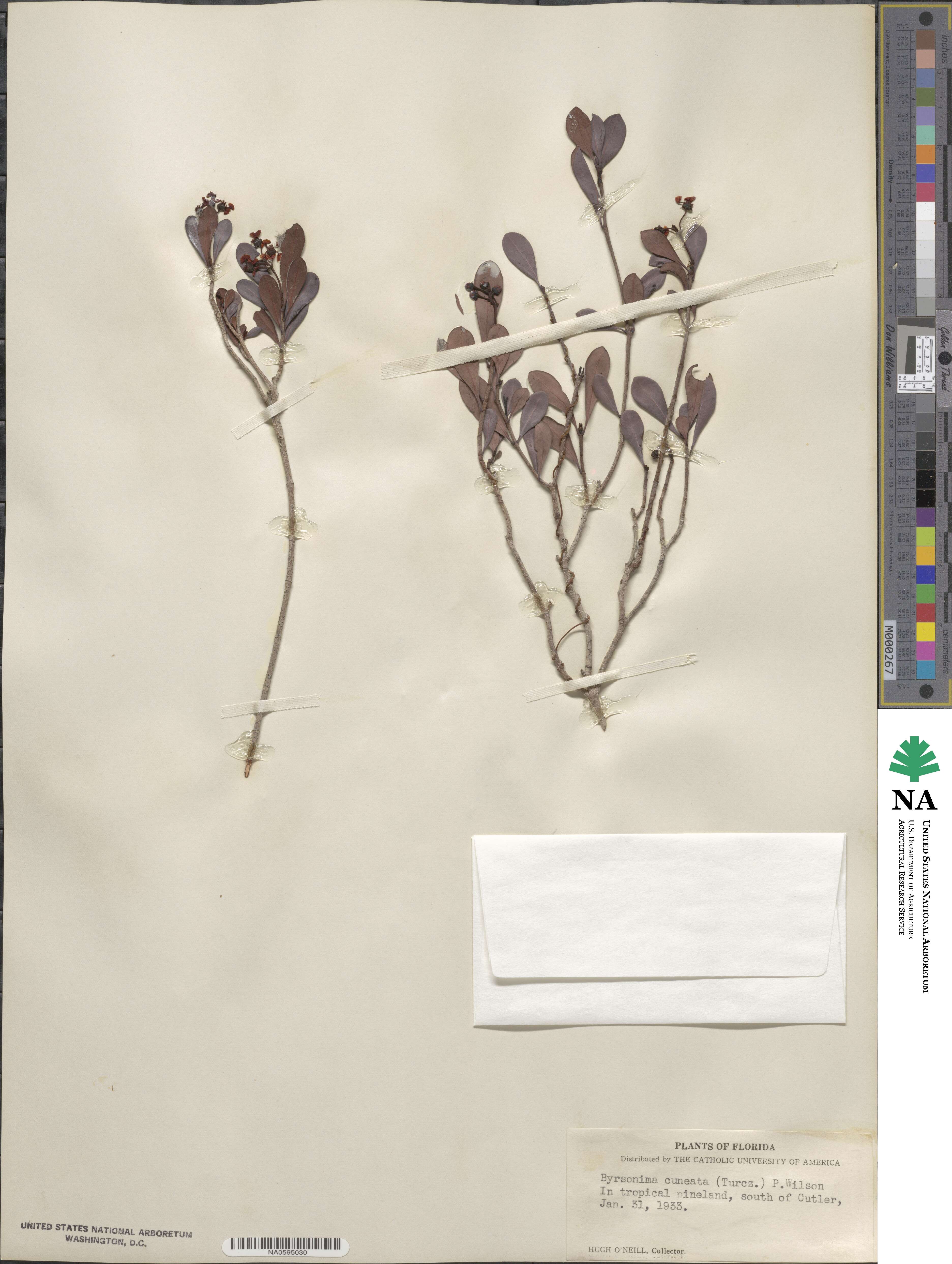 Byrsonima lucida image