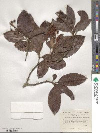 Byrsonima crassifolia image