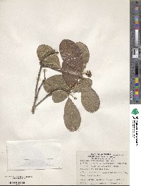 Byrsonima crassifolia image