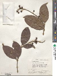 Byrsonima crassifolia image