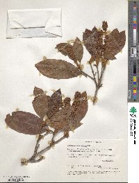 Byrsonima crassifolia image