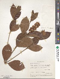 Byrsonima crassifolia image