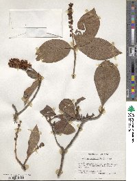 Byrsonima crassifolia image